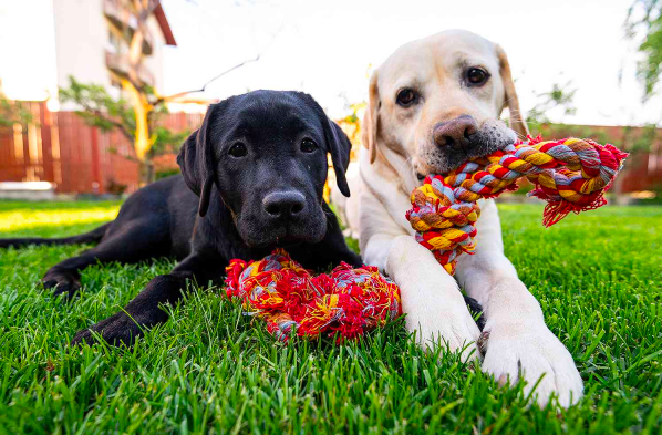 Two labs playing in the grass with their toys.
(Photo courtesy of pixabay)