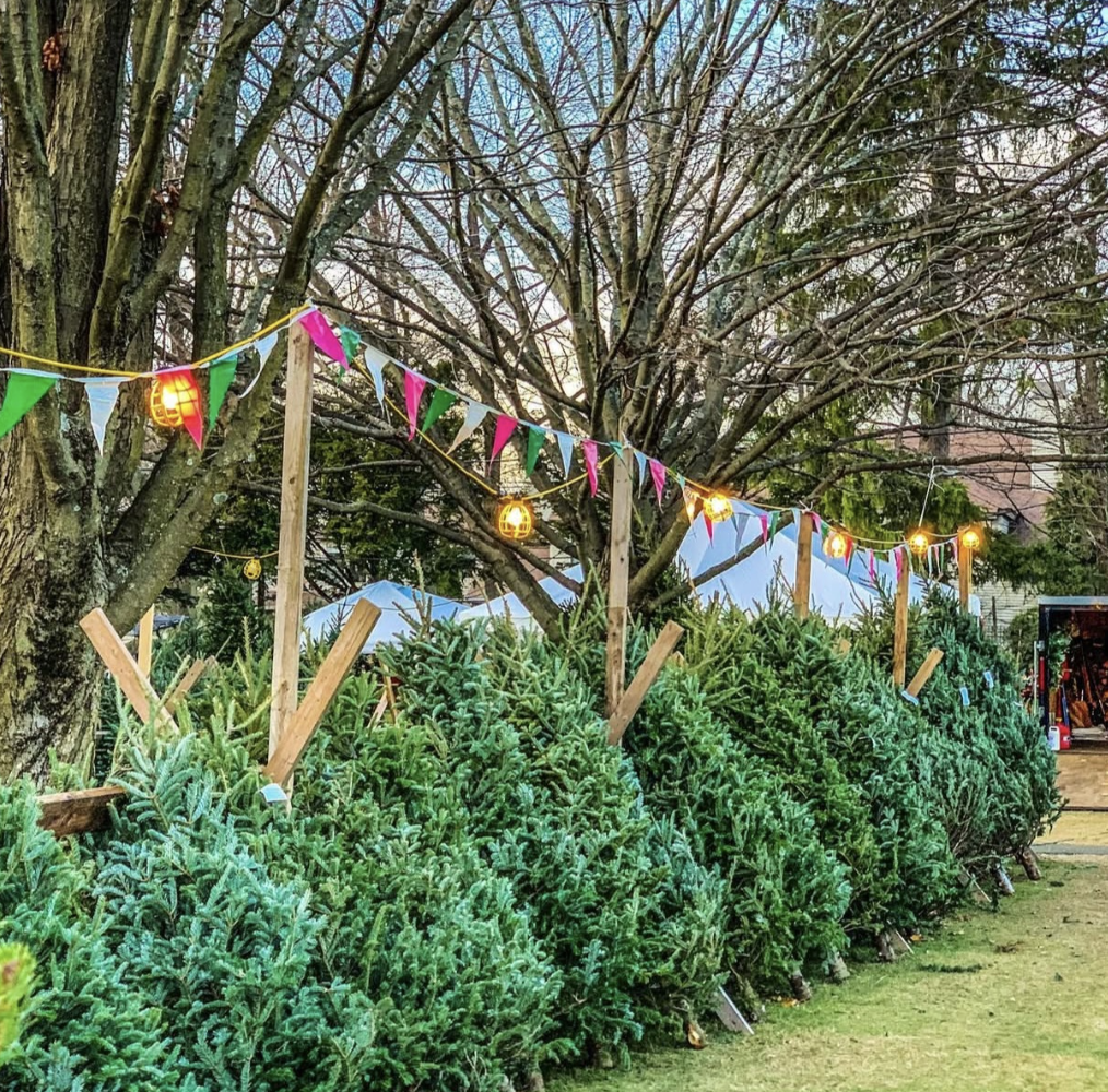 Christmas Tree farm at St Bridget Church