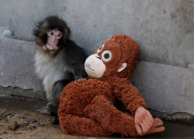 Punch the monkey spending some time with his stuffed orangutan for comfort. 
