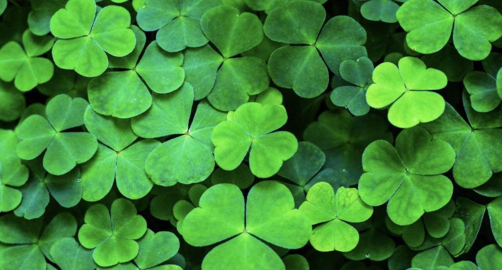 A patch of clovers.